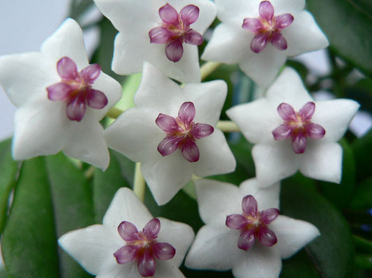 Hoya Flower Oils for Skin