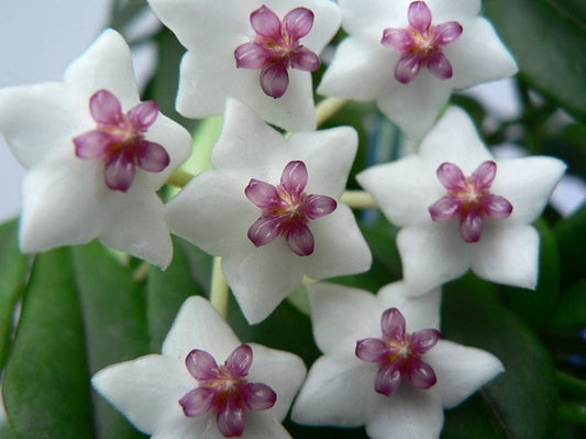 Hoya Flower Oils for Skin
