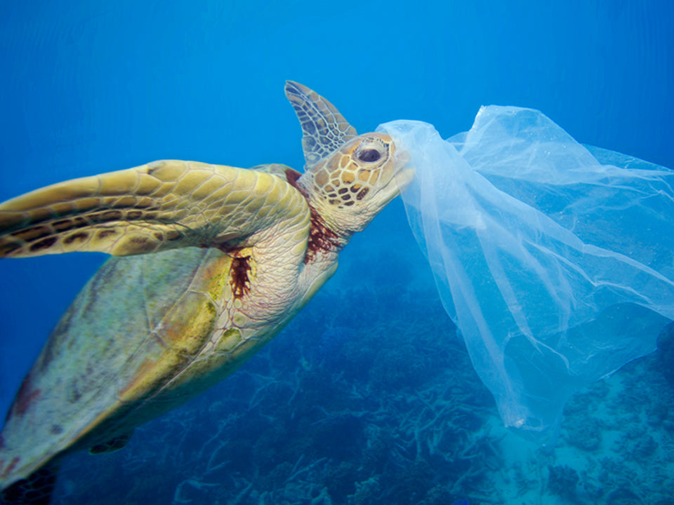 eco friendly beauty products